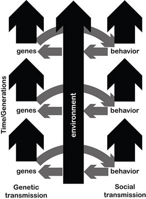 The Evolution of Musicality: What Can Be Learned from Language Evolution Research?